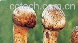 果蔬百科松茸的保鲜期有多久-0