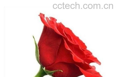 果蔬百科玫瑰花怎么保鲜-0