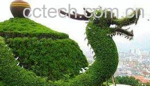 果蔬百科铁观音保质期-0