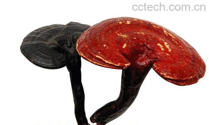 果蔬百科灵芝-0