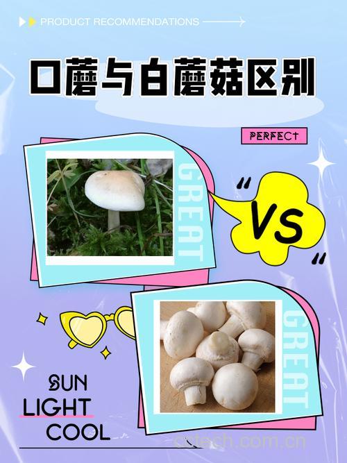 口蘑和白蘑菇的区别