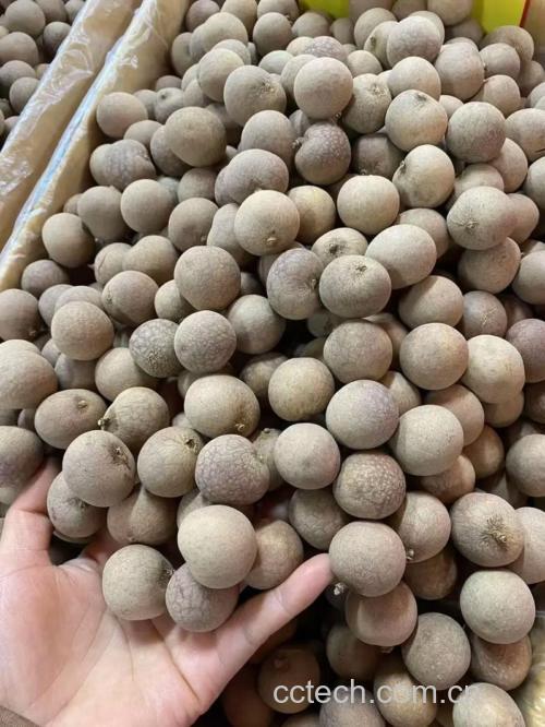 干桂圆肉厚的更好吗?