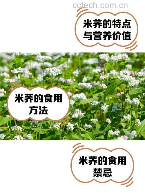 荞麦米哪里产的最好?产地推荐