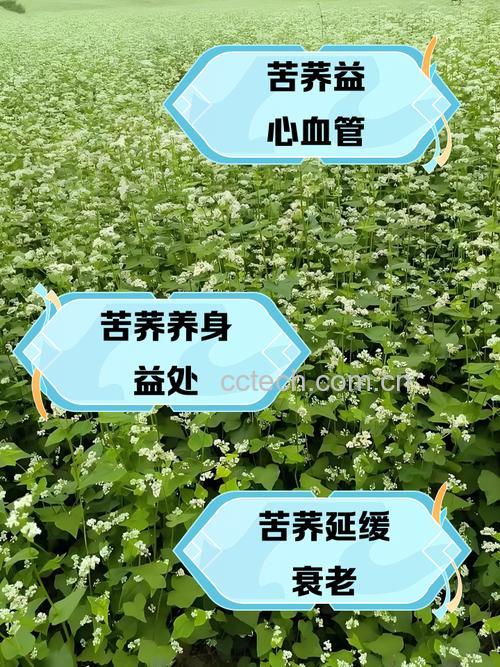 苦荞麦米怎么吃最好?