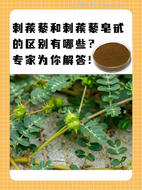 刺蒺藜皂苷的作用与功效,