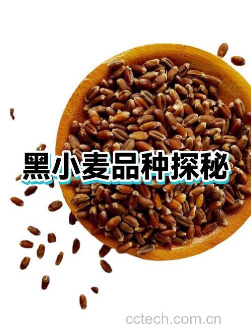 黑小麦是转基因吗