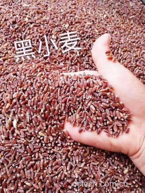 黑小麦是全麦面粉吗