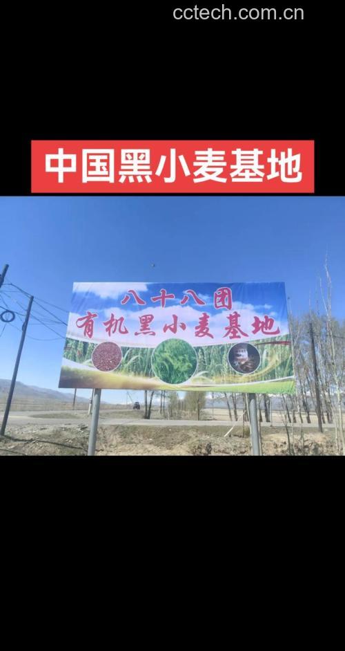 黑小麦产地主要在哪里