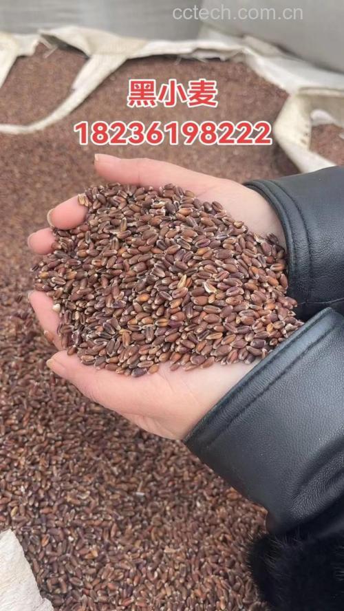 黑小麦品种哪个好