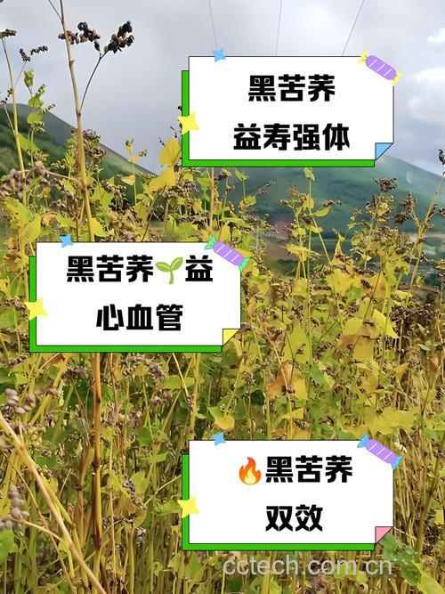 黑苦荞麦米的功效与作用