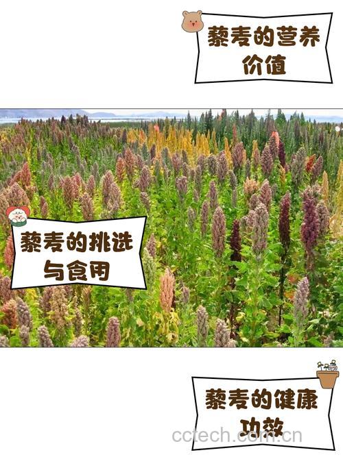 黎麦米的叶子可以吃吗