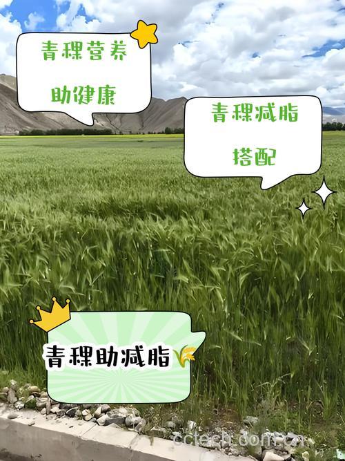 青稞热量高为什么 青稞米减肥适合吗