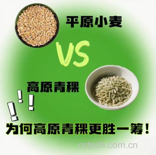 青稞热量比小麦高吗 常吃青稞米对身体有伤害吗