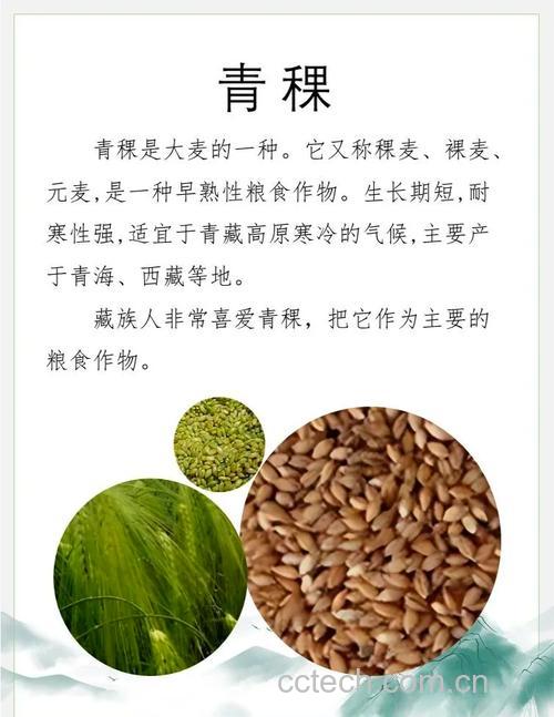 青稞是最好的降糖的主食吗