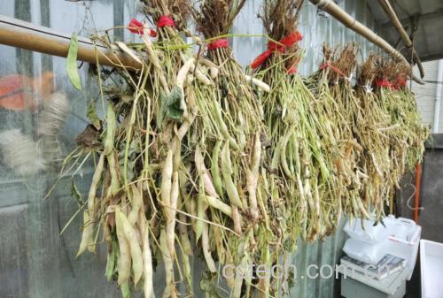 红芸豆的种植技术、生长周期及亩产量