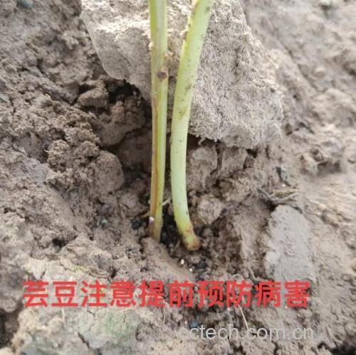 红芸豆的病害及种植注意事项