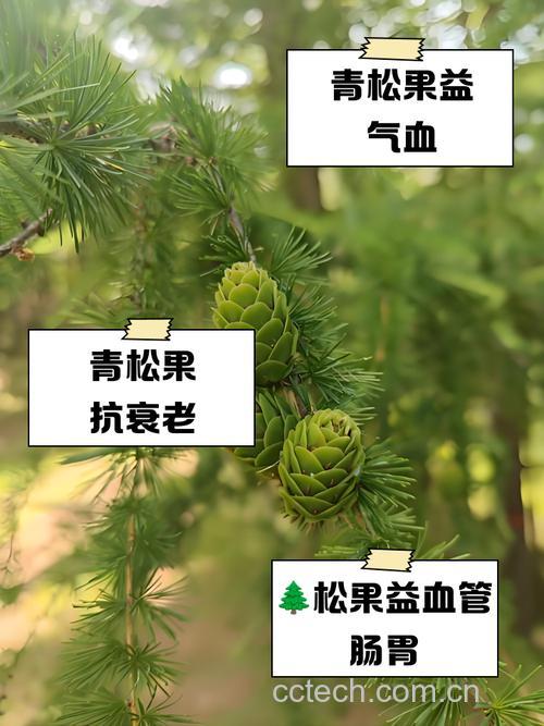 松果的药用价值与副作用,长期服用有什么害处