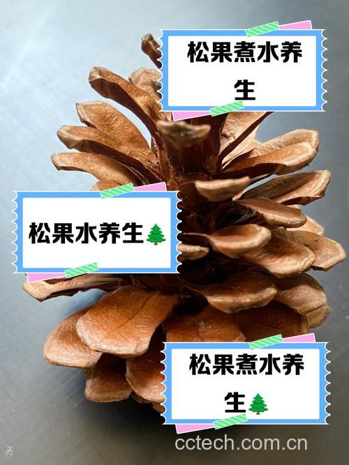 松果的作用与功能主治，中药如何配伍使用