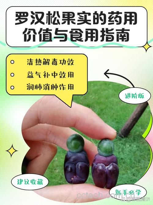 罗汉松果的功效与作用及禁忌人群,能不能吃