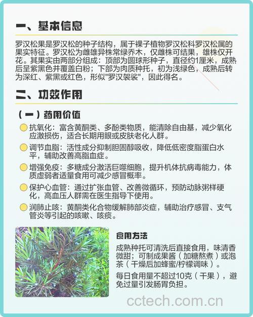 罗汉松果实能吃吗,有什么功效与副作用