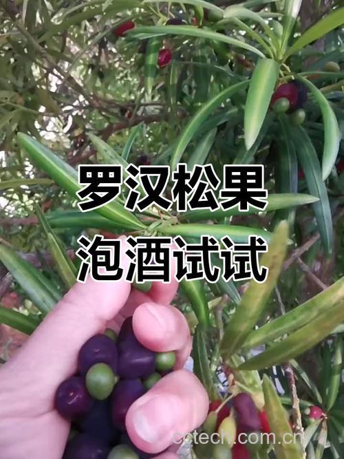 罗汉松果泡酒用果子的哪个部位,效果最好