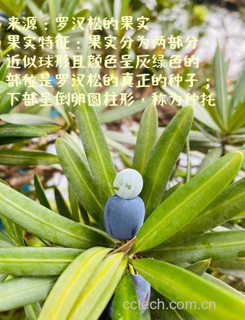 罗汉松果的图片及功效与作用,果实可以生吃吗