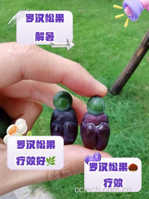 女人吃罗汉松果的好处及禁忌,每天吃多少合适