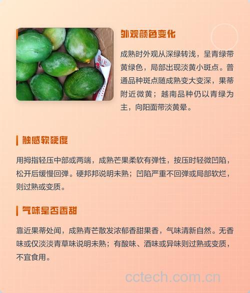 青芒果怎么判断熟了