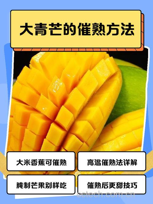 大青芒快速催熟方法