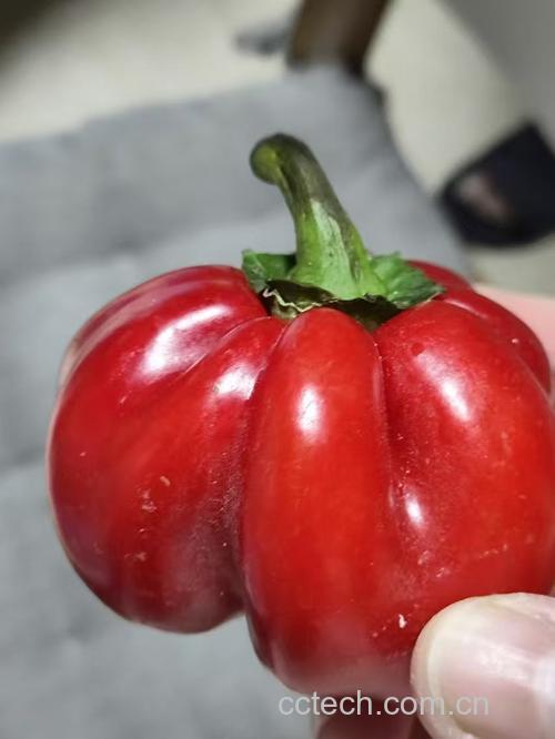 红椒可以生吃吗 有什么好处