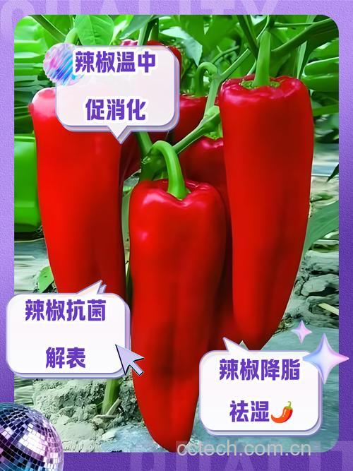 红椒有什么用