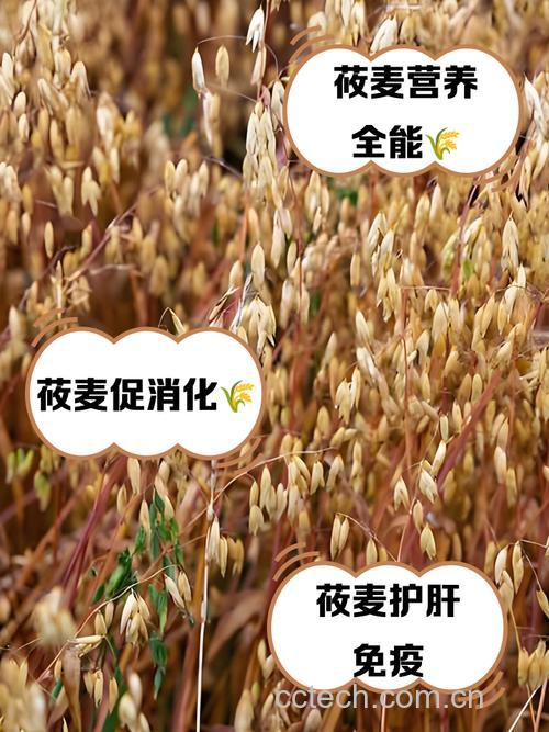 莜麦尽量少吃最好不吃为什么