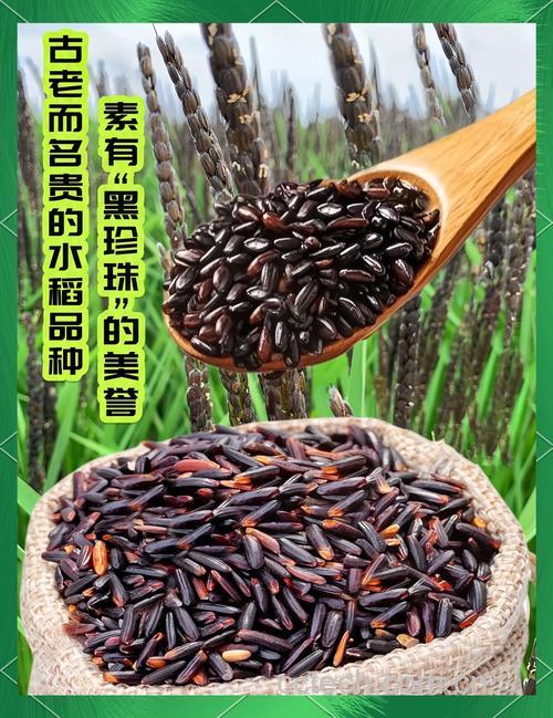 黑香米的功效与作用及禁忌 黑香米有什么作用和功效