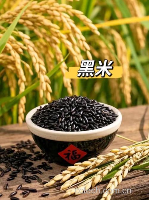 黑香米可以减肥吗