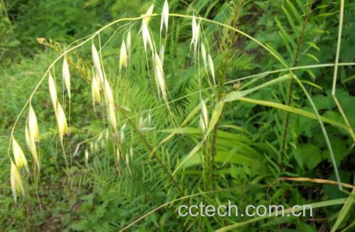 雀麦草用什么除草剂能根除