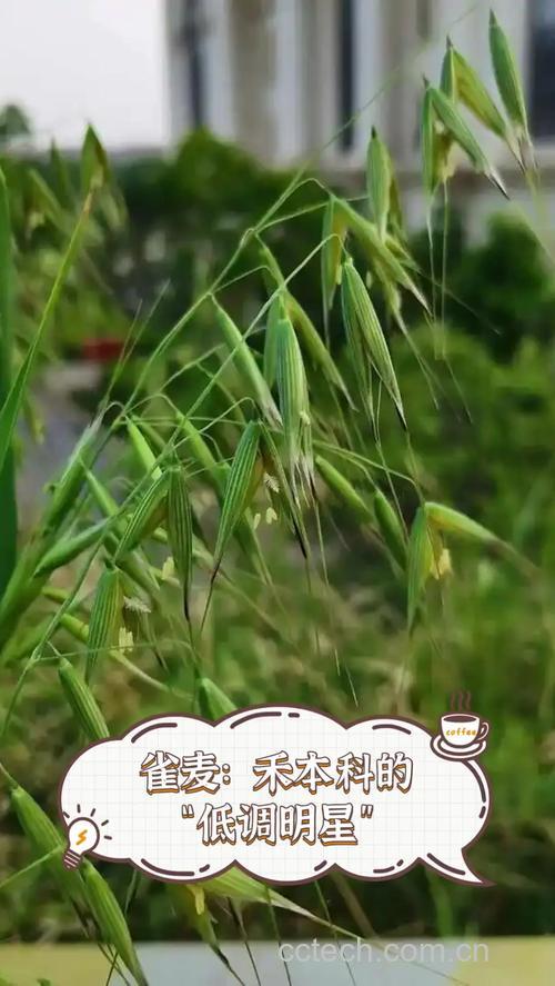 雀麦长什么样子