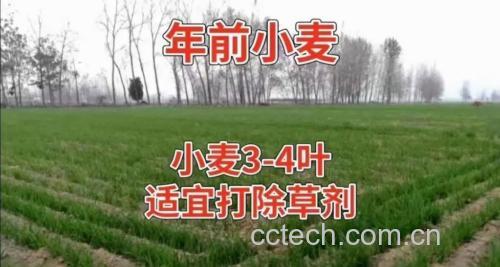雀麦什么时候打药好 温度在几度
