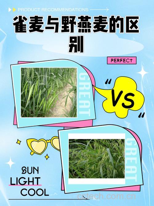 雀麦和野燕麦有什么不同 雀麦小苗长啥样