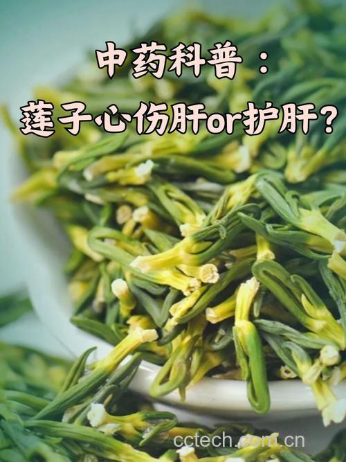 莲心莲子心伤肝还是护肝