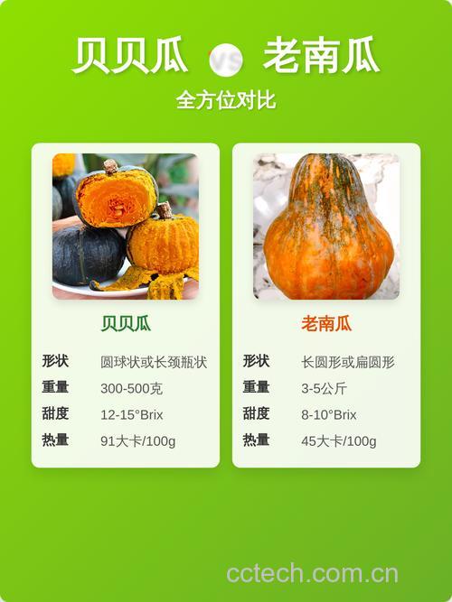 南瓜泥用哪种南瓜最好?贝贝南瓜还是老南瓜?