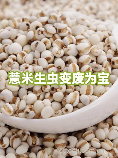 薏米粉怎么保存不生虫?防潮储存方法