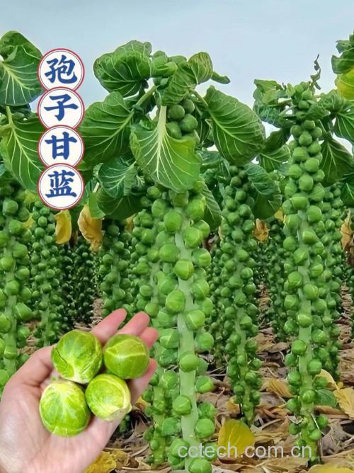 孢子甘蓝功效与作用原料介绍营养分析