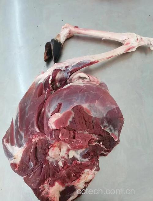 鹿肉功效与作用原料介绍营养分析食用指导食材文化