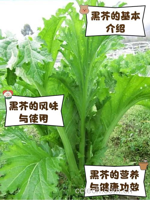 黑芥功效与作用原料介绍营养分析适宜人群