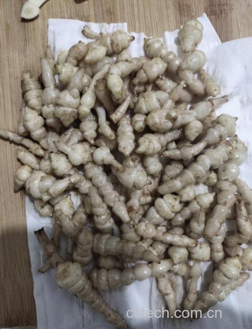 螺丝菜功效与作用原料介绍食材文化