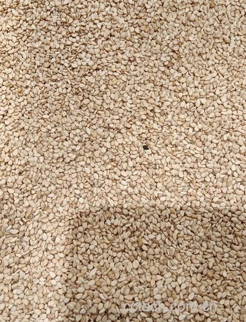 白芝麻功效与作用原料介绍营养分析适宜人群食用指导食材文化