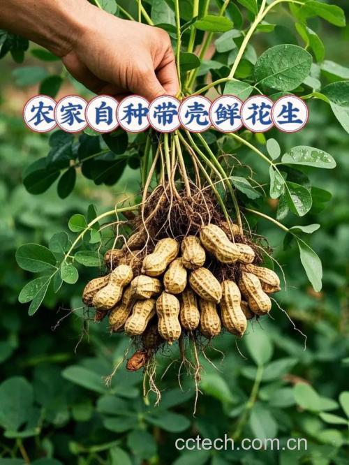 花生（炒）功效与作用原料介绍营养分析适宜人群食疗作用食材文化