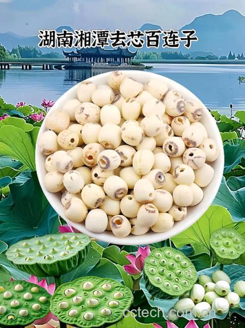 莲子功效与作用原料介绍营养分析食用指导食材文化