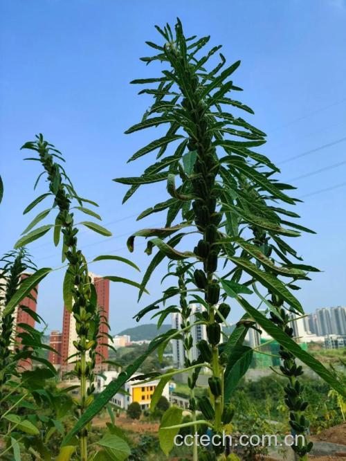芝麻功效与作用原料介绍营养分析适宜人群食用指导食材文化