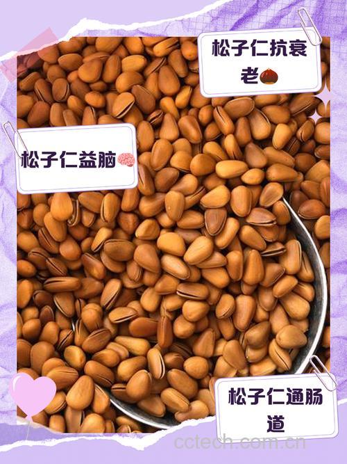 松子仁功效与作用原料介绍营养分析适宜人群食用指导食材文化